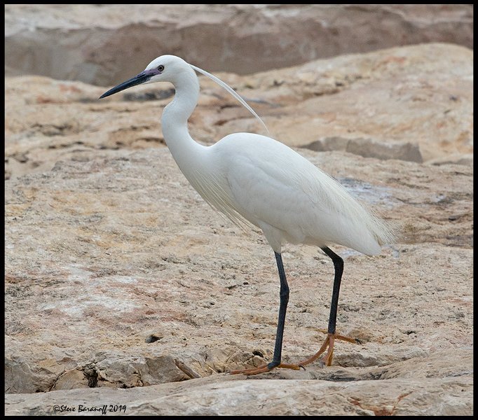 _9SB8438 little egret.jpg